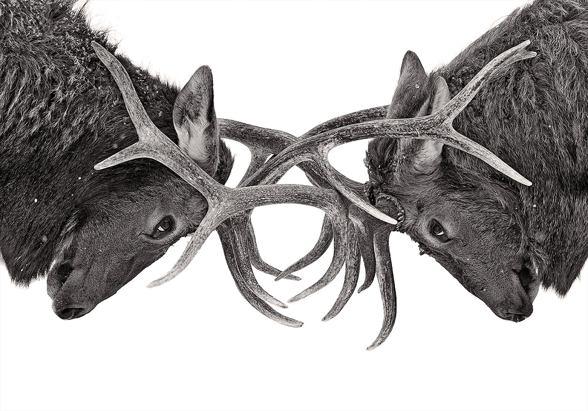 Póster Olho no olho - luta de alces