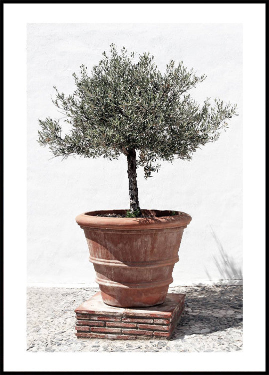 Olive Tree In Vintage Terracotta Plakat - Posterbox.no