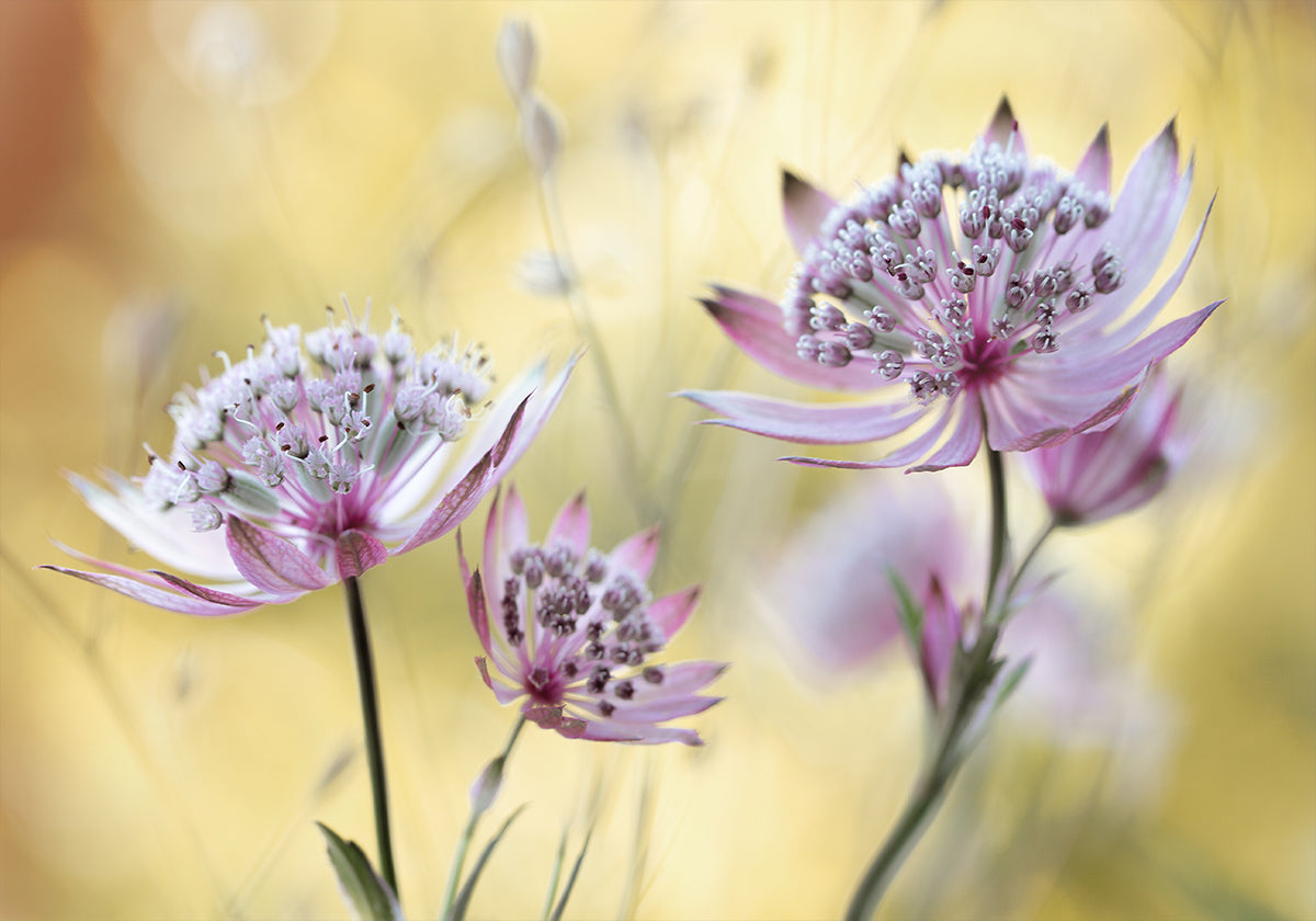 Pôster principal de Astrantia