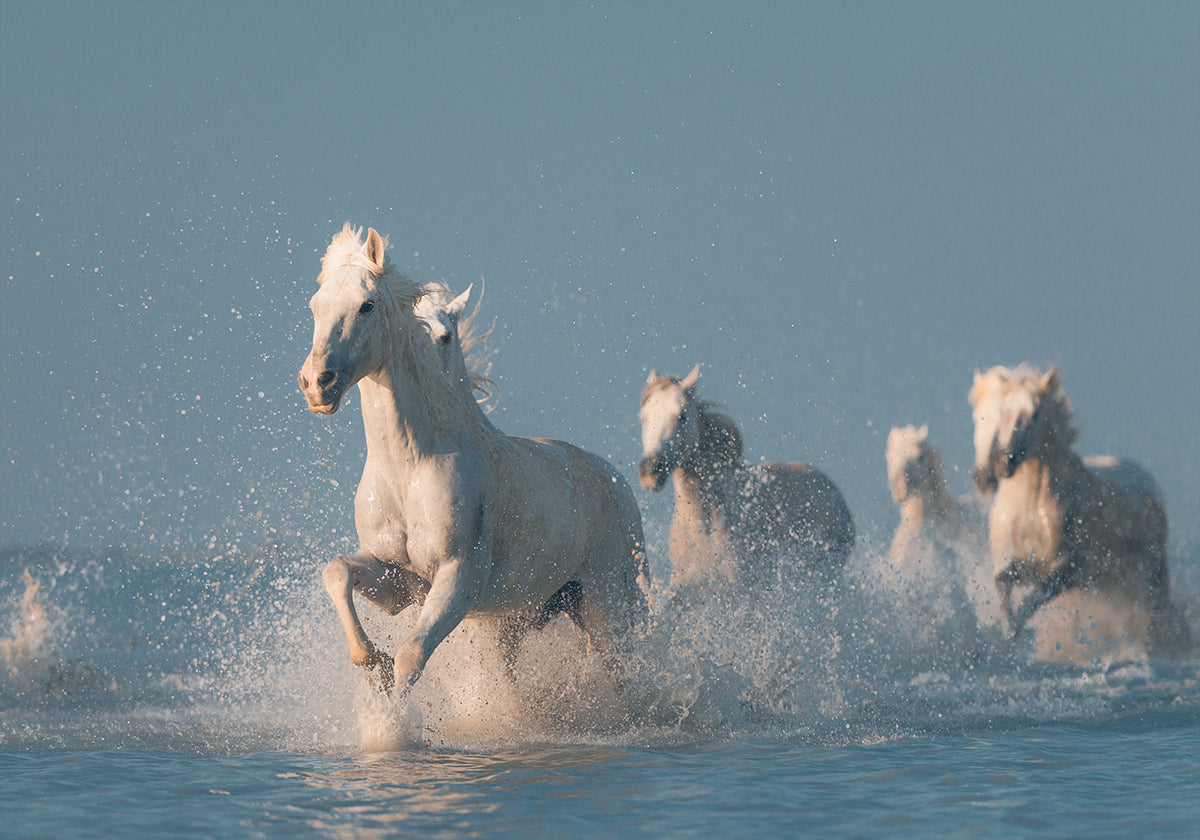 Pôster Anjos de Camargue