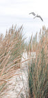 Seagull & Beach Grass Plakat - Posterbox.no