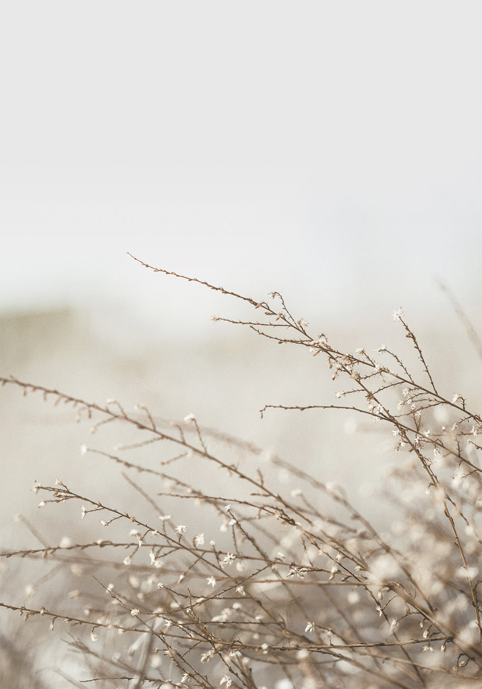 Branches Plakat - Posterbox.dk