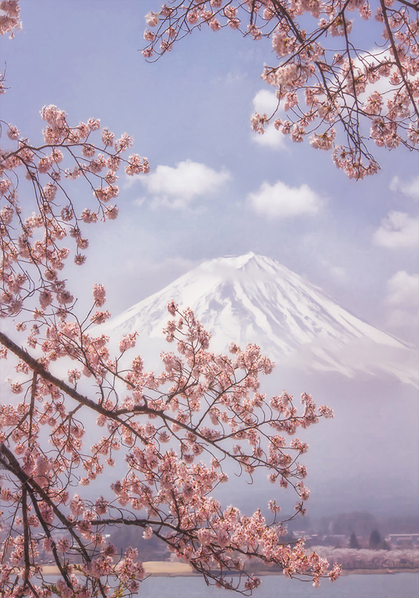 Póster Mt.Fuji nas flores de cerejeira
