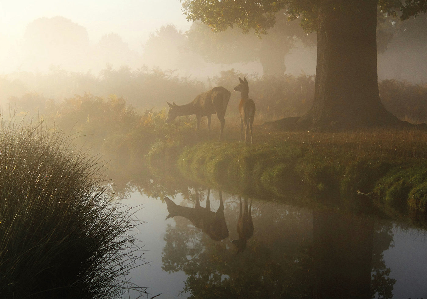 Deer In Mist Plakat - Posterbox.dk
