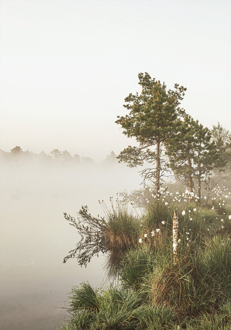 Foggy Summer Morning Plakat - Posterbox.dk