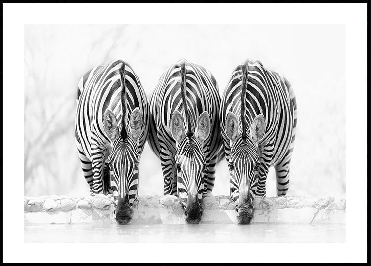 Pôster da Zebra
