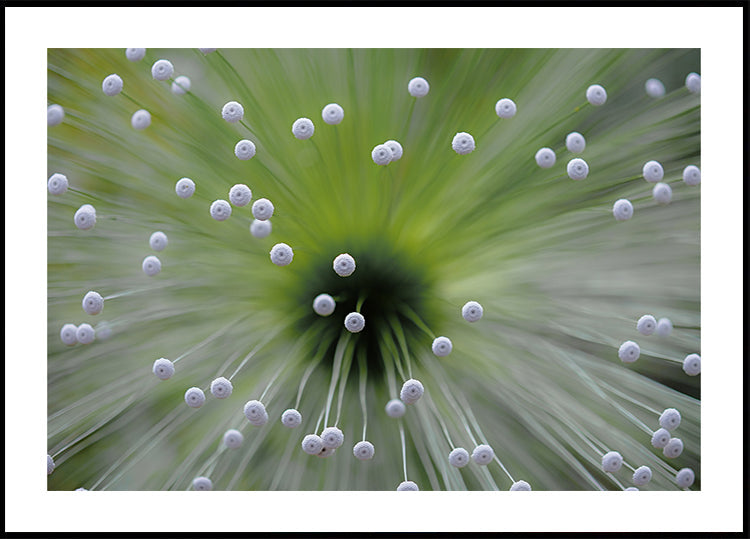 Verde e Branco II