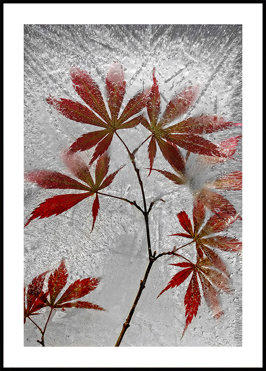 bordo vermelho