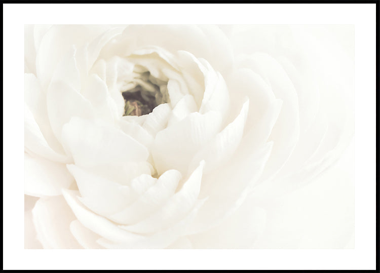 Póster Flor Branca
