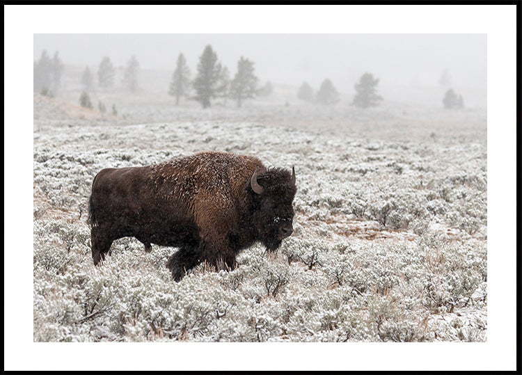Final do outono em Yellowstone