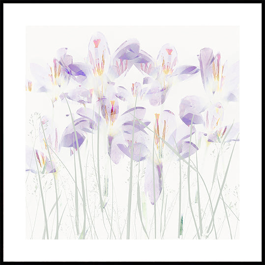 Crocuses in the grass (NEW) - Posterbox