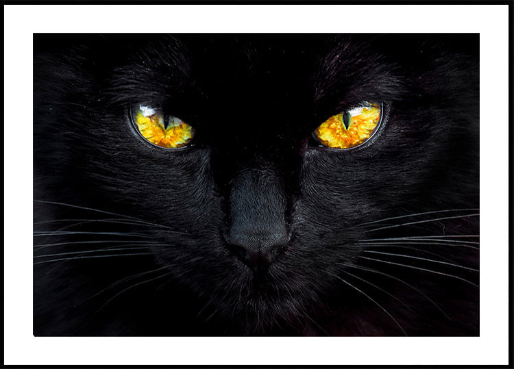 O hipnotizador da noite