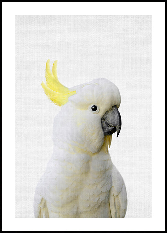 Póster Cacatua Peekaboo