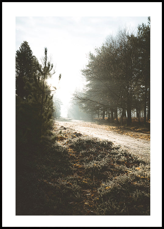 New Forest Plakat - Posterbox.dk