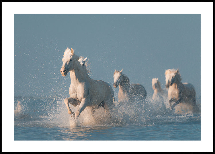 Pôster Anjos de Camargue