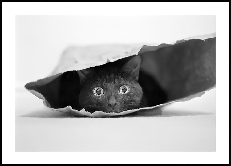 Póster Cat in a bag