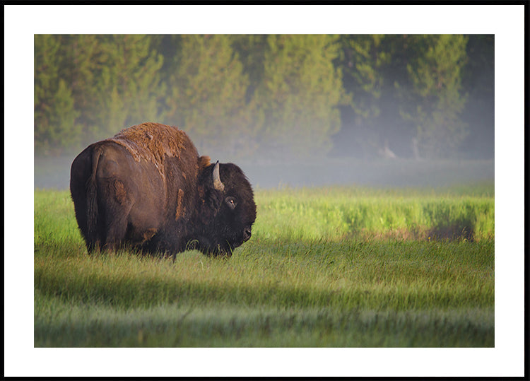 Pôster Bison na luz da manhã