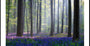 Pôster de Bluebell