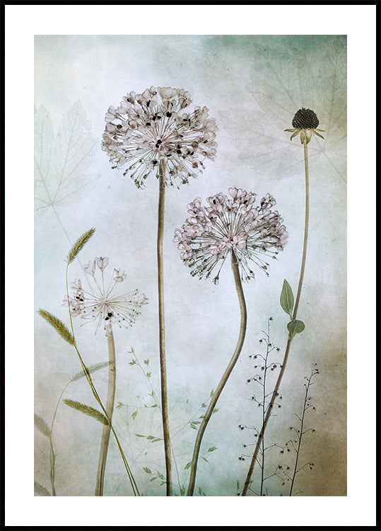 Pôster Allium