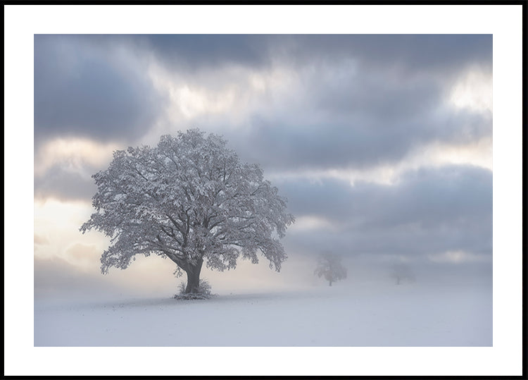 Póster Cold Morning