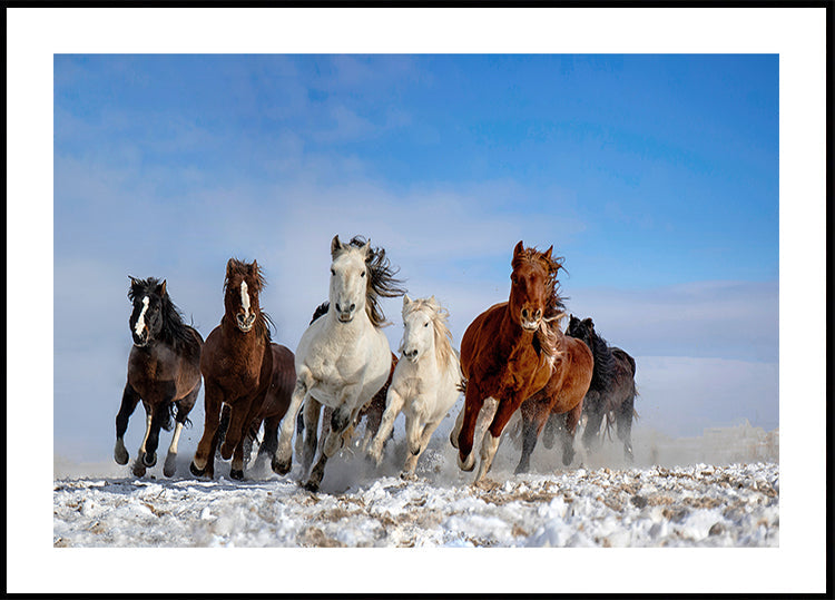 Cavalos Mongóis