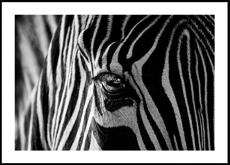 Pôster Zebra Abstrata