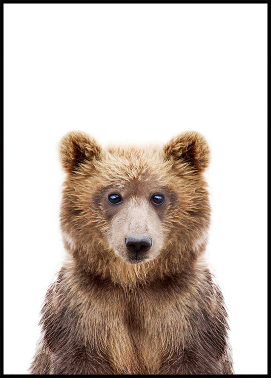 Bebê Urso