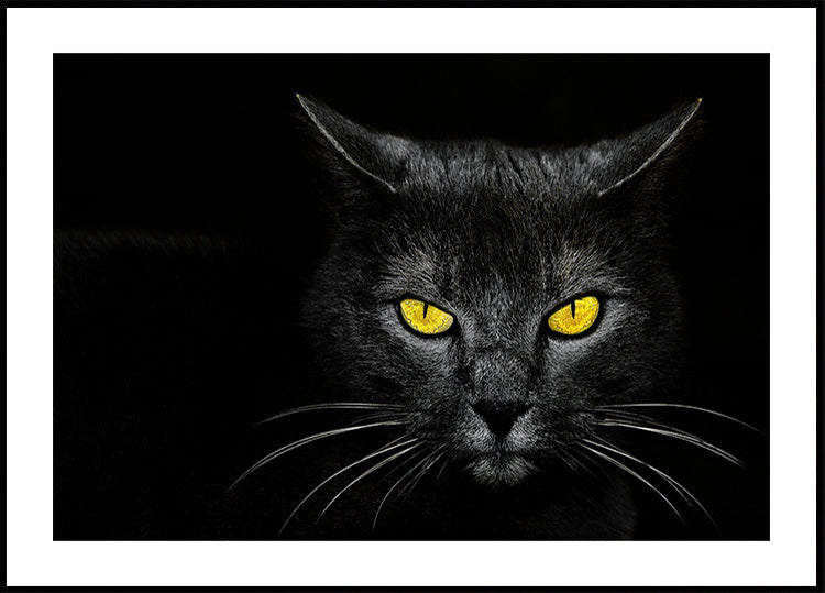 Póster Gato Preto