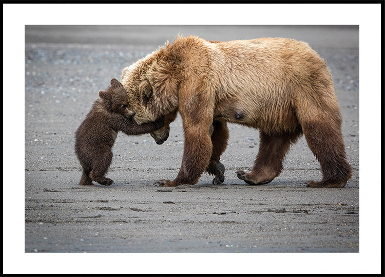 Pôster Um Pequeno Abraço de Urso