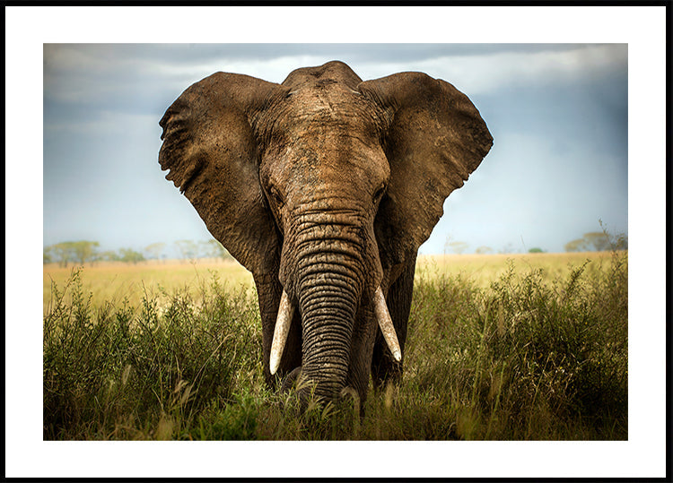 Encontros no Serengeti
