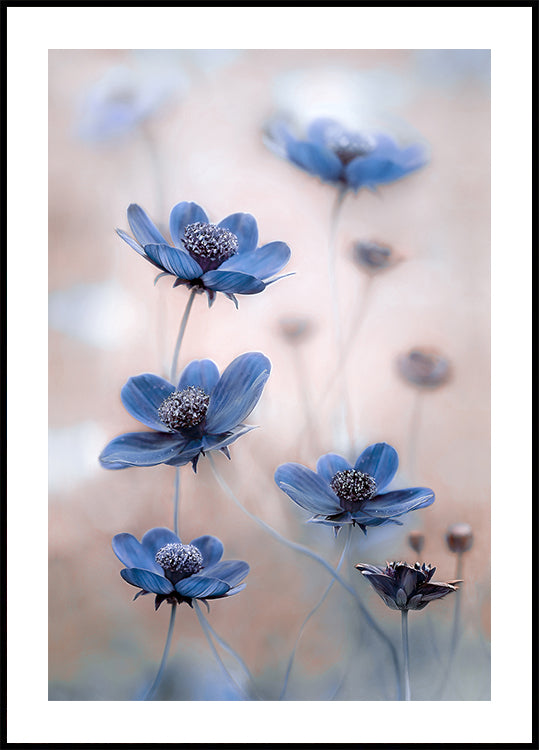 Cosmos azul