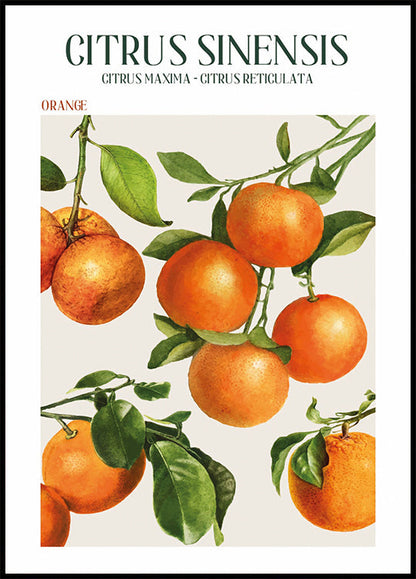 Cartaz Citrus Sinensis 