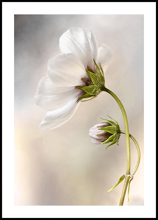 Cosmos Celestial