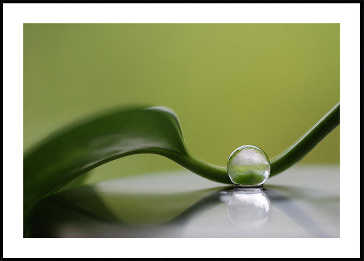 Harmonia verde