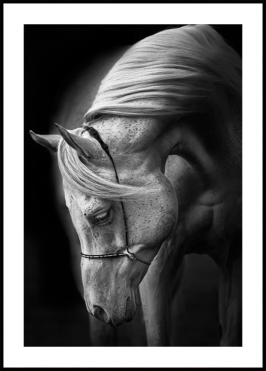 Póster garanhão branco