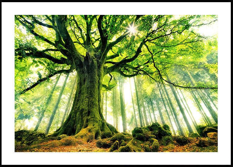 Pôster Faia de Ponthus