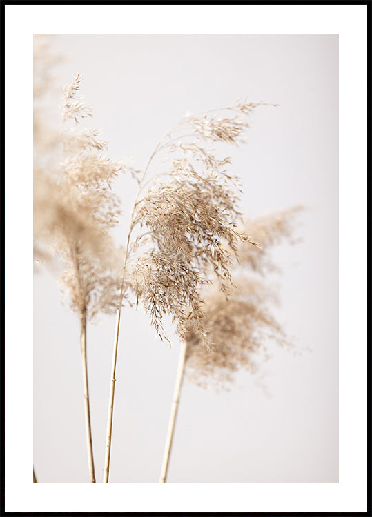 Póster Reed Grass Grey 09