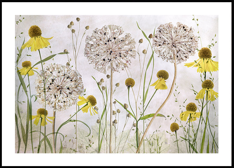 Póster Alliums e Heleniums