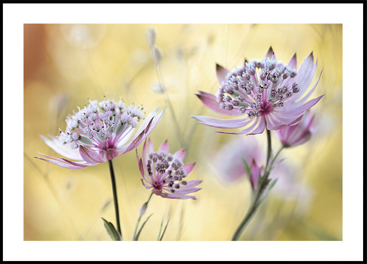 Pôster principal de Astrantia