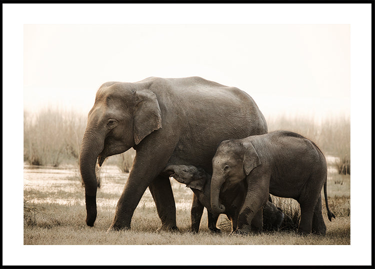 Póster retrato de família