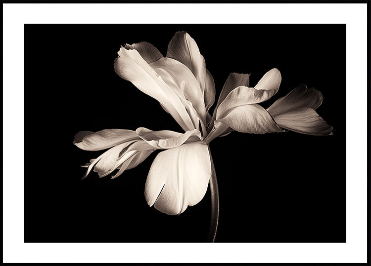Póster Imperador Exótico da Tulipa