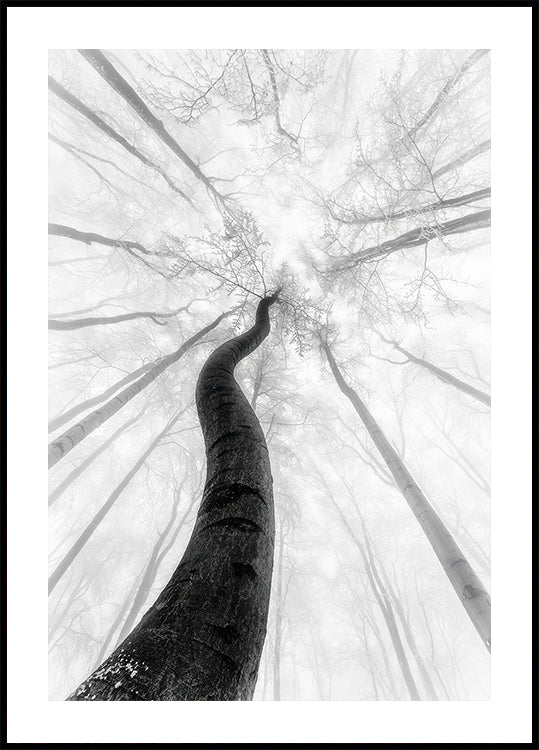 O pôster de inverno