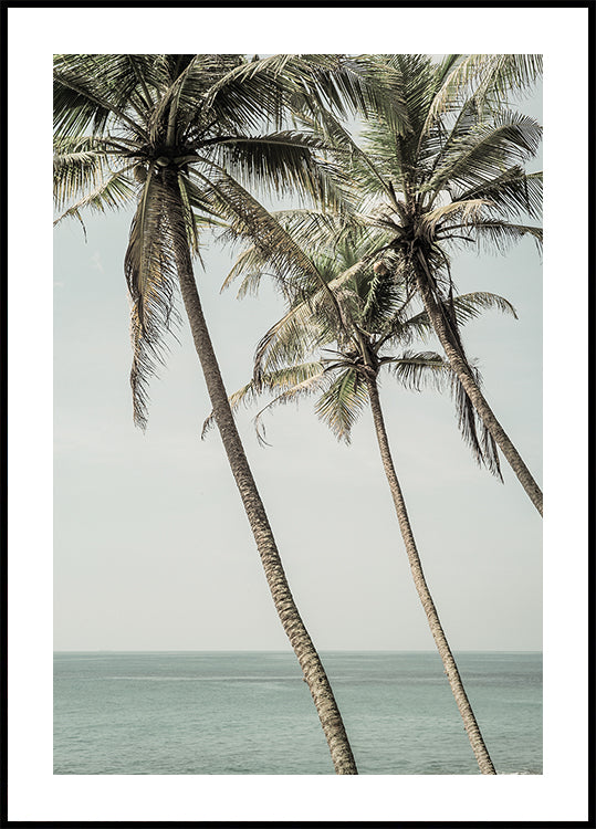 Póster Ocean Breeze Palms