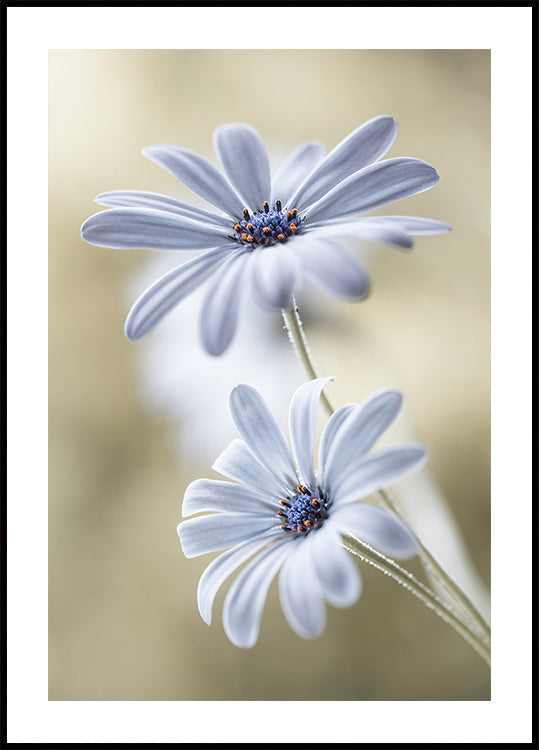 Póster Cape daisies