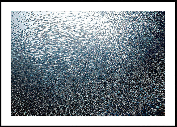 Fogo de artifício de sardinha