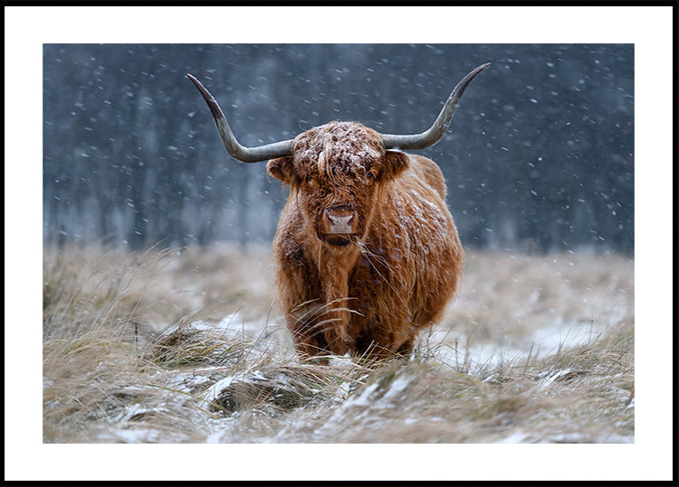 Vaca das montanhas nevadas