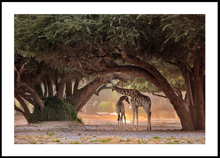 Girafa - Namíbia
