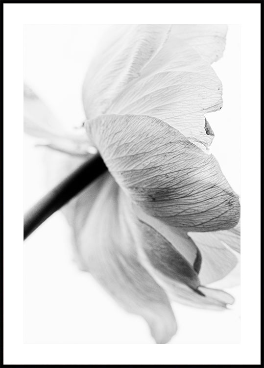 Pôster Flor desabrochando