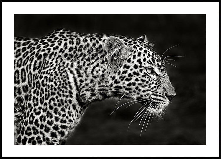 Poster Close-up do leopardo