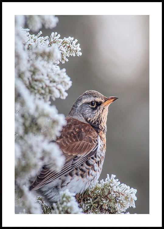Póster Fieldfare em um cenário de inverno